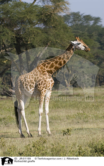Uganda-Giraffe / Rothschild giraffe / JR-01199