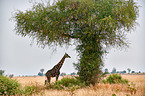 Rothschild's giraffe