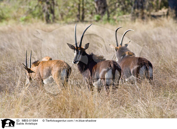 Sable Antelope / MBS-01984