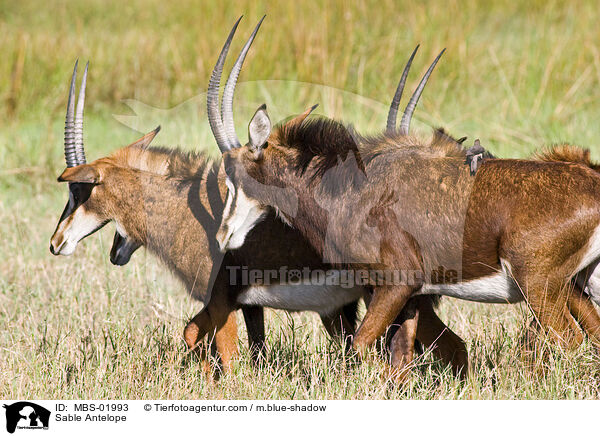 Sable Antelope / MBS-01993