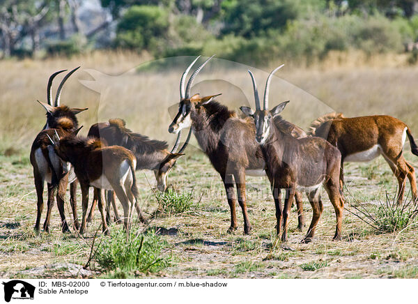 Sable Antelope / MBS-02000