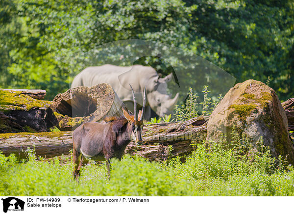 Rappenantilope / Sable antelope / PW-14989