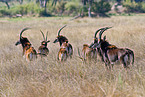 Sable Antelope