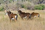 Sable Antelope