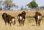 Sable Antelope