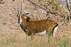 Sable Antelope