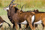 Sable Antelope