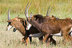 Sable Antelope