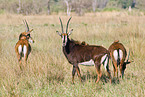 Sable Antelope
