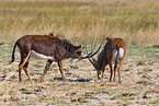 Sable Antelope