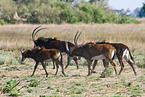Sable Antelope