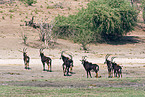 Sable Antelope