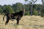 sable antelope