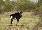 Sable antelope