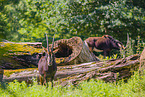 Sable antelopes