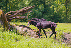 Sable antelope