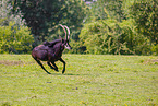 Sable antelope