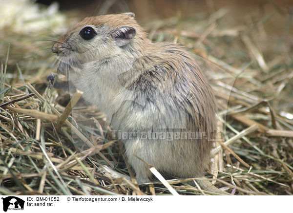 fat sand rat / BM-01052