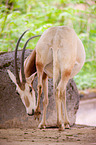 scimitar oryx