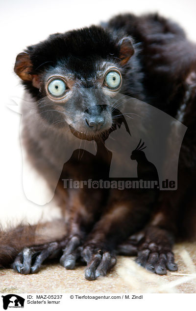 Blauaugenmaki / Sclater's lemur / MAZ-05237