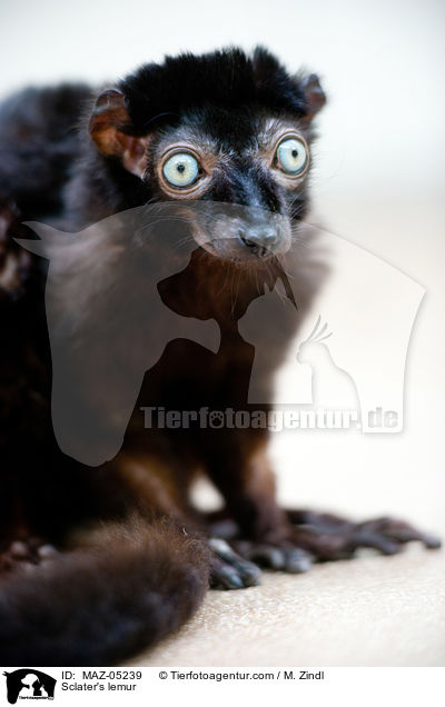 Blauaugenmaki / Sclater's lemur / MAZ-05239