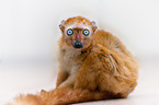 Sclater's lemur