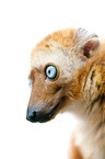 Sclater's lemur