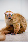Sclater's lemur
