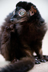 Sclater's lemur