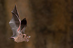 short-tailed fruit bat