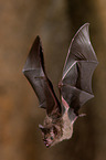 short-tailed fruit bat
