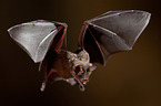 short-tailed fruit bat