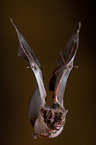 short-tailed fruit bat