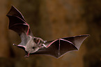 short-tailed fruit bat