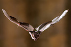 short-tailed fruit bat
