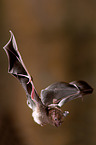 short-tailed fruit bat
