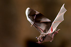 short-tailed fruit bat