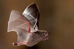 short-tailed fruit bat