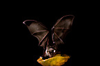 short-tailed fruit bat