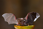 short-tailed fruit bat