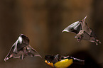 short-tailed fruit bats