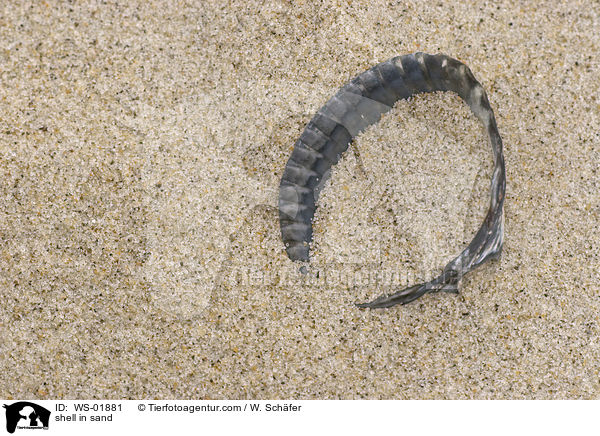 shell in sand / WS-01881