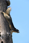 Sherman fox squirrel