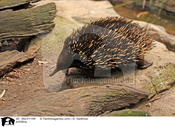 echidna / DG-01144