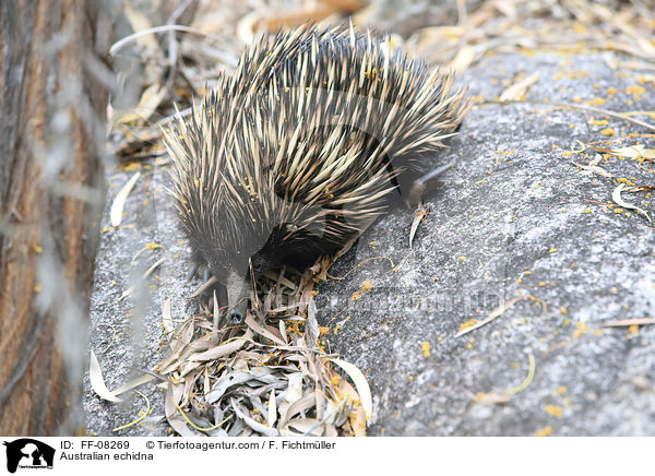 Australian echidna / FF-08269