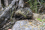 Australian echidna
