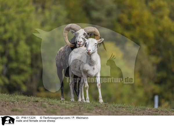 mnnliches und weibliches Schneeschaf / male and female snow sheep / PW-11224