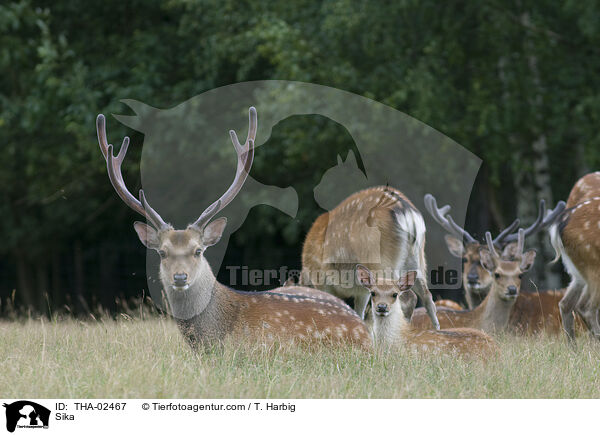 Sika / THA-02467