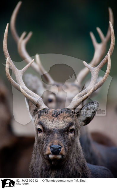 sika deer / MAZ-02612