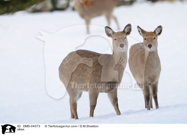 Sikawild / sikas / DMS-04073
